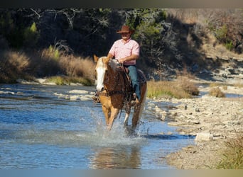 American Quarter Horse, Gelding, 15 years, 15.2 hh, Palomino