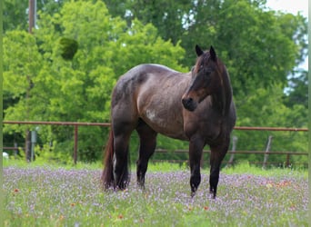 American Quarter Horse, Gelding, 15 years, 15.2 hh, Roan-Bay
