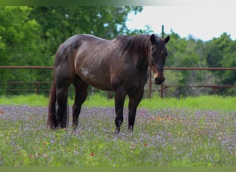 American Quarter Horse, Gelding, 15 years, 15.2 hh, Roan-Bay