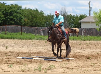 American Quarter Horse, Gelding, 15 years, 15.2 hh, Roan-Bay