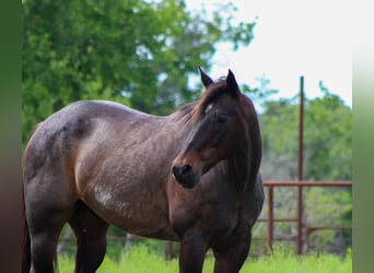 American Quarter Horse, Gelding, 15 years, 15.2 hh, Roan-Bay