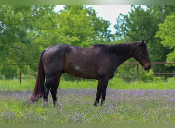 American Quarter Horse, Gelding, 15 years, 15.2 hh, Roan-Bay
