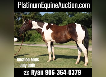 American Quarter Horse, Gelding, 15 years, 15,2 hh, Tobiano-all-colors