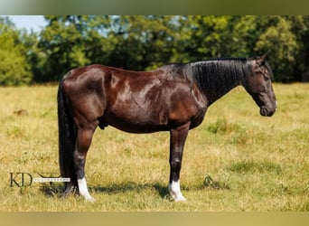 American Quarter Horse, Gelding, 15 years, 15.3 hh, Black