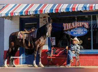 American Quarter Horse, Gelding, 15 years, 15.3 hh, Black