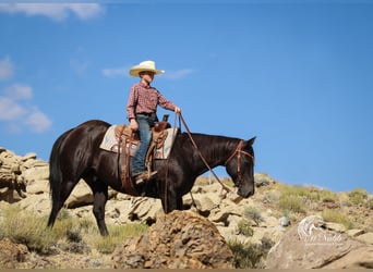 American Quarter Horse, Gelding, 15 years, 15 hh, Black