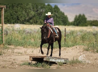 American Quarter Horse, Gelding, 15 years, 15 hh, Black