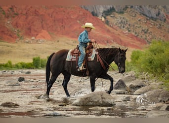 American Quarter Horse, Gelding, 15 years, 15 hh, Black