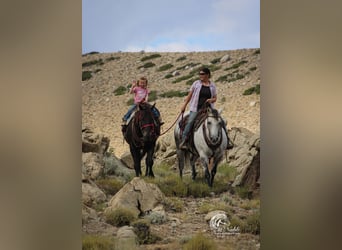 American Quarter Horse, Gelding, 15 years, 15 hh, Black