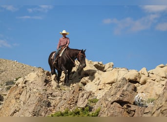 American Quarter Horse, Gelding, 15 years, 15 hh, Black