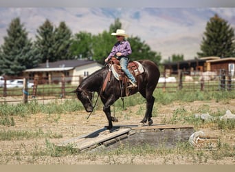 American Quarter Horse, Gelding, 15 years, 15 hh, Black