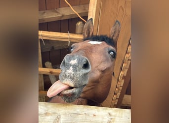 American Quarter Horse, Gelding, 15 years, 15 hh, Brown