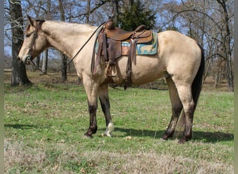 American Quarter Horse, Gelding, 15 years, 15 hh, Buckskin