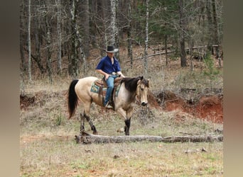 American Quarter Horse, Gelding, 15 years, 15 hh, Buckskin