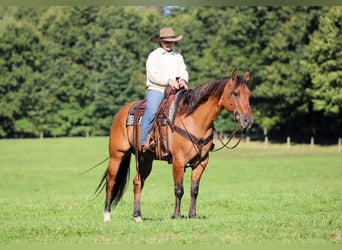 American Quarter Horse, Gelding, 15 years, 15 hh, Buckskin