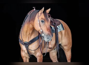 American Quarter Horse, Gelding, 15 years, 15 hh, Buckskin
