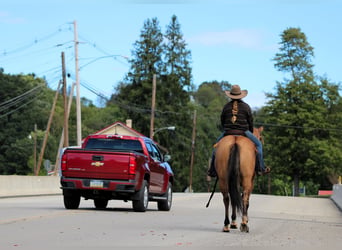 American Quarter Horse, Gelding, 15 years, 15 hh, Buckskin