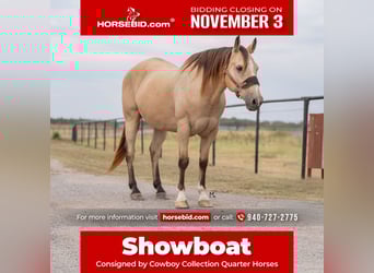 American Quarter Horse, Gelding, 15 years, 15 hh, Buckskin