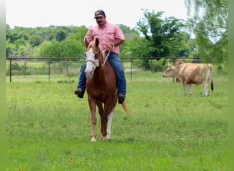 American Quarter Horse, Gelding, 15 years, 15 hh, Chestnut