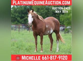American Quarter Horse, Gelding, 15 years, 15 hh, Chestnut