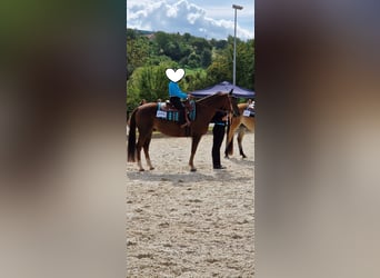 American Quarter Horse, Gelding, 15 years, 15 hh, Chestnut