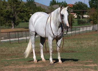 American Quarter Horse, Gelding, 15 years, 15 hh, Gray