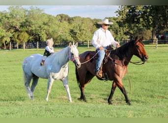 American Quarter Horse, Gelding, 15 years, 15 hh, Gray