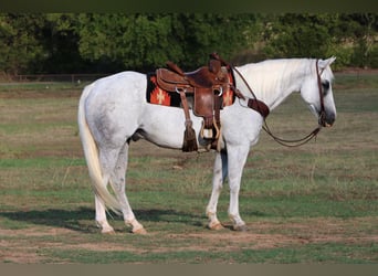 American Quarter Horse, Gelding, 15 years, 15 hh, Gray