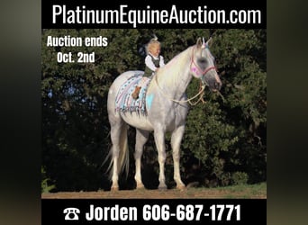 American Quarter Horse, Gelding, 15 years, 15 hh, Gray