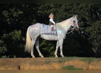 American Quarter Horse, Gelding, 15 years, 15 hh, Gray