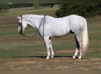 American Quarter Horse, Gelding, 15 years, 15 hh, Gray