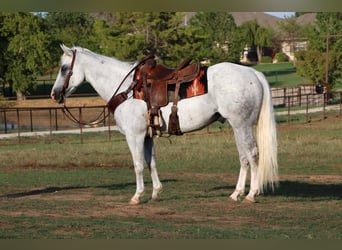 American Quarter Horse, Gelding, 15 years, 15 hh, Gray