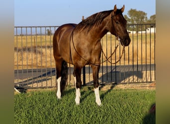 American Quarter Horse, Gelding, 15 years, 15 hh, Grullo