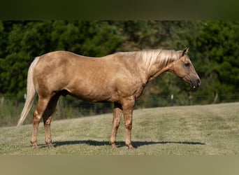 American Quarter Horse, Gelding, 15 years, 15 hh, Palomino