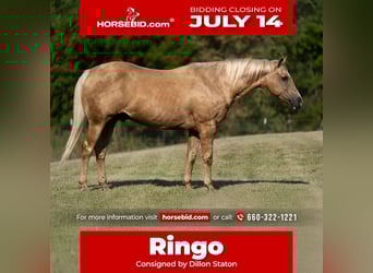 American Quarter Horse, Gelding, 15 years, 15 hh, Palomino