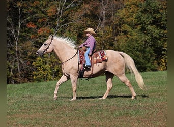 American Quarter Horse, Gelding, 15 years, 15 hh, Palomino