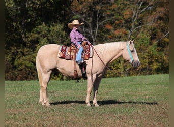 American Quarter Horse, Gelding, 15 years, 15 hh, Palomino