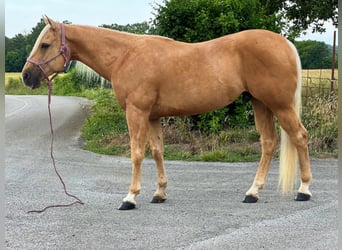 American Quarter Horse, Gelding, 15 years, 15 hh, Palomino