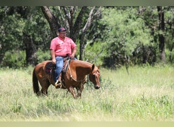 American Quarter Horse, Gelding, 15 years, 15 hh, Roan-Red