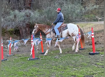 American Quarter Horse, Gelding, 15 years, 15 hh, Roan-Red