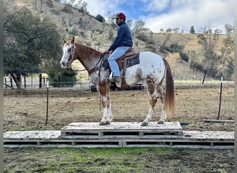 American Quarter Horse, Gelding, 15 years, 15 hh, Roan-Red