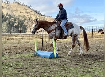 American Quarter Horse, Gelding, 15 years, 15 hh, Roan-Red