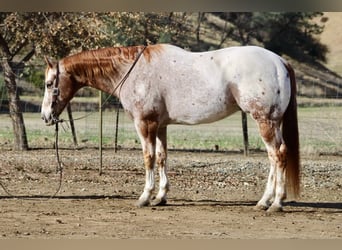 American Quarter Horse, Gelding, 15 years, 15 hh, Roan-Red