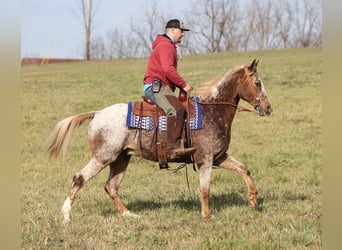 American Quarter Horse, Gelding, 15 years, 15 hh, Roan-Red