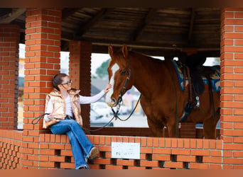 American Quarter Horse, Gelding, 15 years, 15 hh, Sorrel