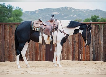 American Quarter Horse, Gelding, 15 years, 15 hh, Tobiano-all-colors