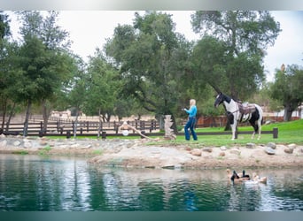 American Quarter Horse, Gelding, 15 years, 15 hh, Tobiano-all-colors