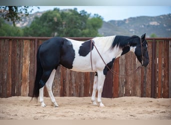 American Quarter Horse, Gelding, 15 years, 15 hh, Tobiano-all-colors