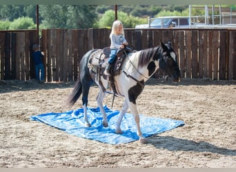 American Quarter Horse, Gelding, 15 years, 15 hh, Tobiano-all-colors