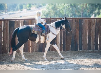 American Quarter Horse, Gelding, 15 years, 15 hh, Tobiano-all-colors